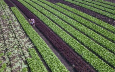 Câmara entrega Prêmio Mérito Agropecuário nesta quarta