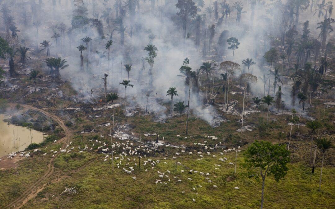 Licenciamento ambiental: debate expõe posições divergentes entre produção e preservação