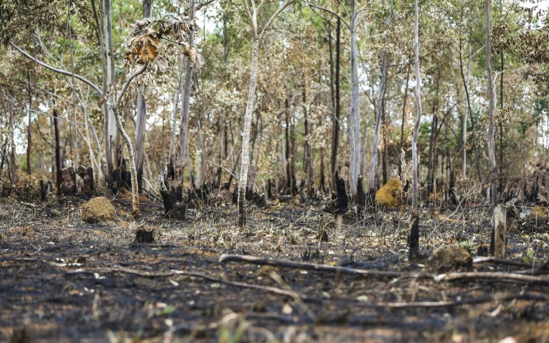 Incêndios florestais aumentam na Amazônia após novo Código Florestal