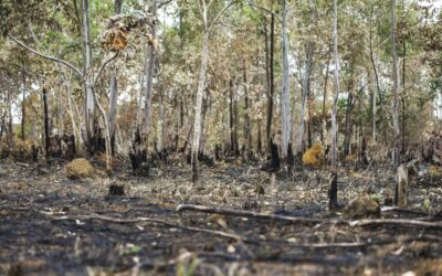 Incêndios florestais aumentam na Amazônia após novo Código Florestal