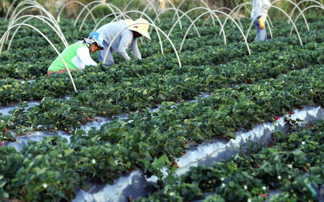 Agricultores têm perfil personalizado na plataforma Gov.br