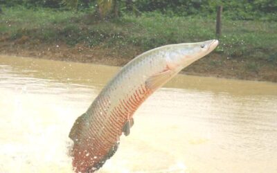 Governo Federal reedita decreto visando aumentar a criação de peixes no país