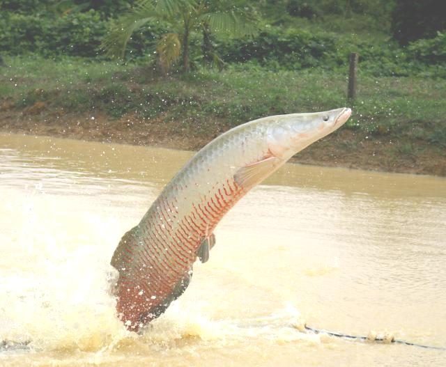 Governo Federal reedita decreto visando aumentar a criação de peixes no país