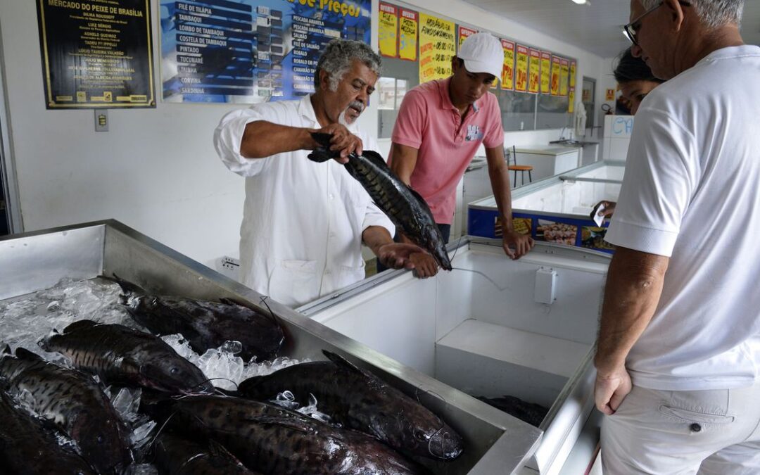 Doença ‘urina preta’ pode estar relacionada a consumo de frutos do mar