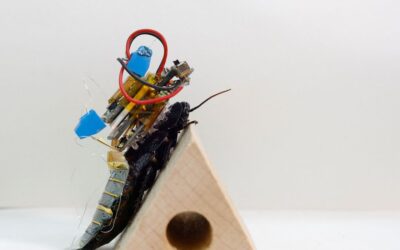 Cientistas do Japão criam baratas ciborgues para ajuda em desastres
