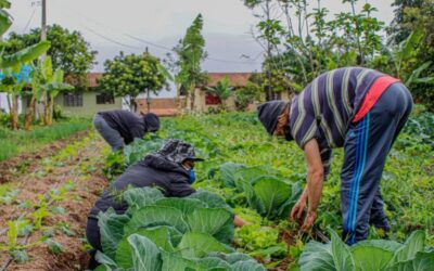 Lei prevê socorro de R$ 2.500 para agricultores familiares na pandemia