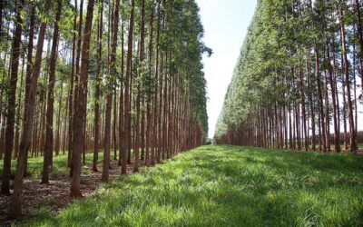 Klabin e Embrapa desenvolvem projeto que une produção de celulose e carne de baixo carbono