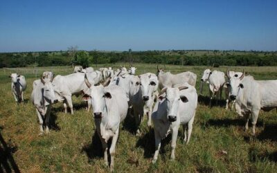 China adota política que prejudica mercado brasileiro do boi gordo