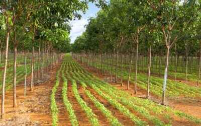Material à base de carbono se mostra eficaz na remoção de poluente ambiental
