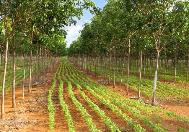 Material à base de carbono se mostra eficaz na remoção de poluente ambiental