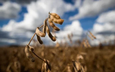 PIB da agropecuária deve crescer 2,8%, em 2022, segundo CNA