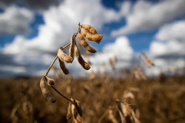 PIB da agropecuária deve crescer 2,8%, em 2022, segundo CNA