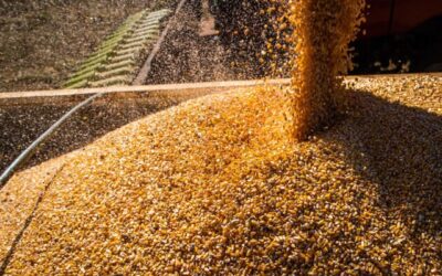 Colheita da safrinha de milho atinge 89,5%, diz consultoria