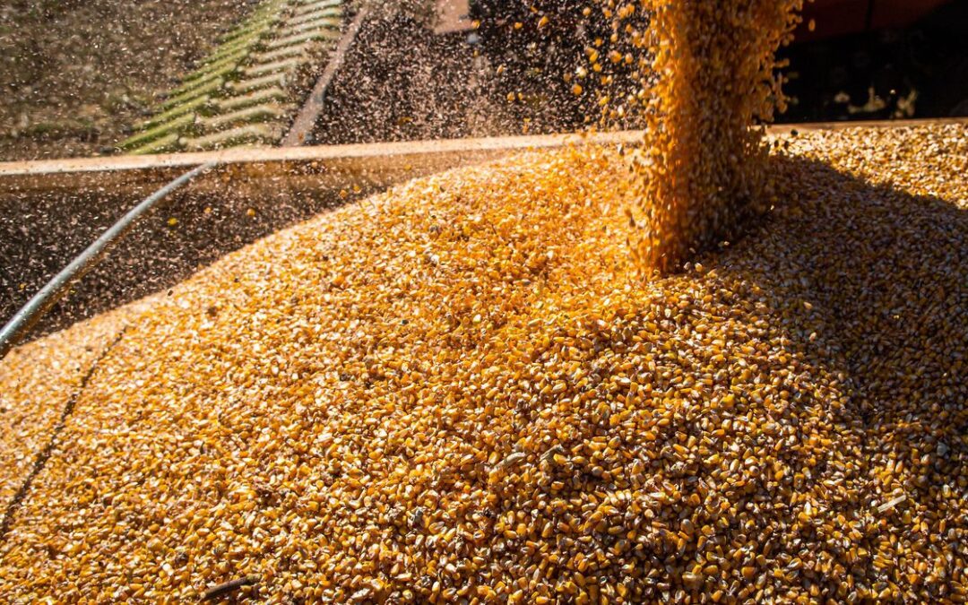 Agropecuária brasileira fecha 2022 com R$ 1,189 trilhão