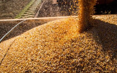 Agropecuária brasileira fecha 2022 com R$ 1,189 trilhão