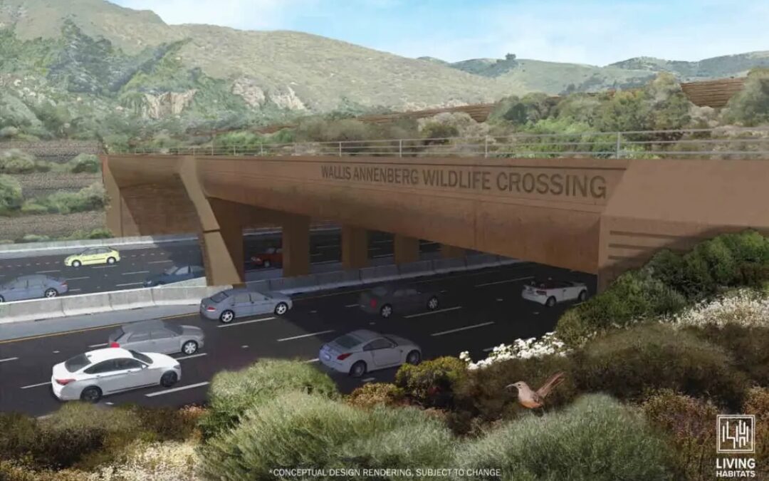 A maior ponte para a vida selvagem do mundo será construída em rodovia da Califórnia