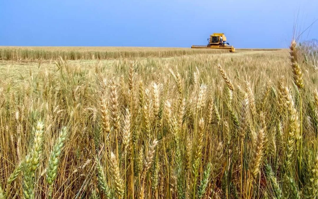 Brasil pode ser autossuficiente em trigo em dez anos, dizem pesquisadores