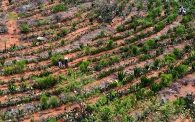 Agricultores transformam deserto em floresta no Semiárido
