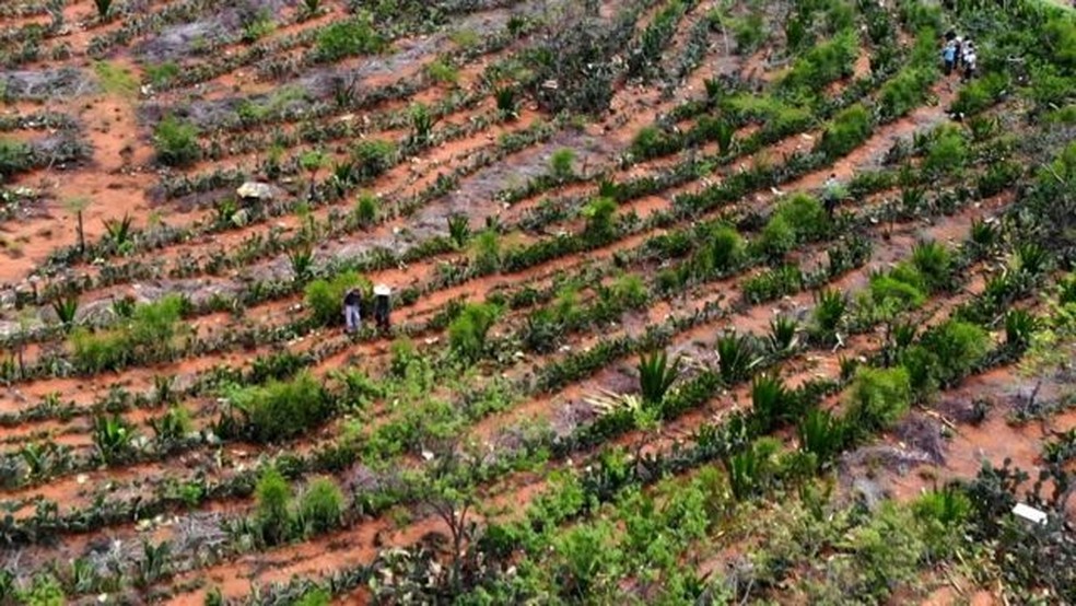 Agricultores transformam deserto em floresta no Semiárido