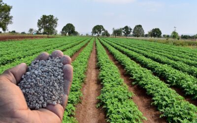 Plano nacional de fertilizantes será lançado este mês, diz ministra