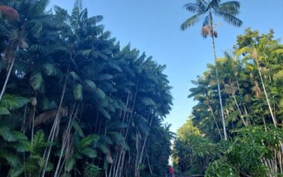 Pesquisa desenvolve cadeias de valor e agricultura sustentável para a Amazônia