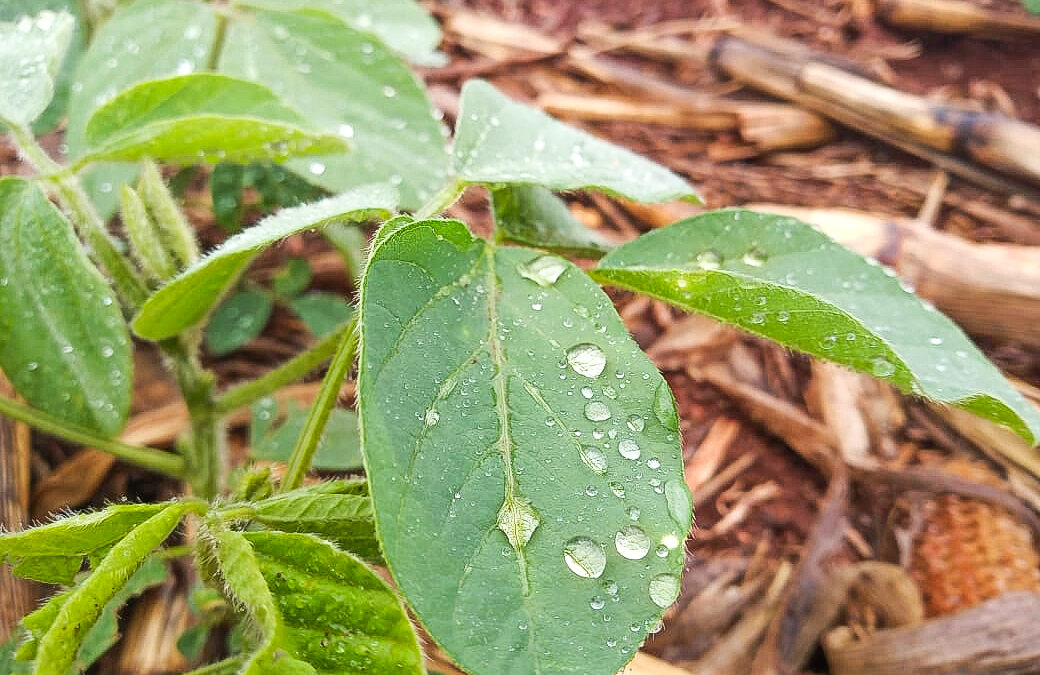 Soja: até 100 mm de chuva são esperados para regiões produtoras no início de novembro