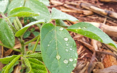 Soja: até 100 mm de chuva são esperados para regiões produtoras no início de novembro