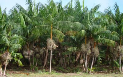 EMBRAPA está com inscrição aberta para curso de “Manejo da cultura do açaí em Terra Firme”