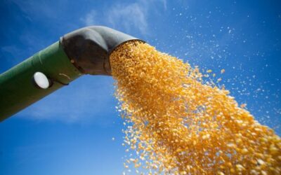 Brasil deve fechar ano com crescimento de 111% na exportação de milho