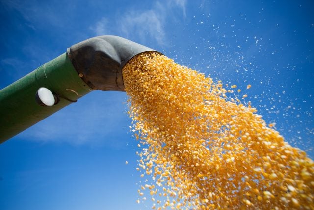 Brasil deve fechar ano com crescimento de 111% na exportação de milho