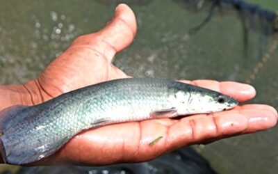 Embrapa oferece cursos online gratuitos na área de Pesca
