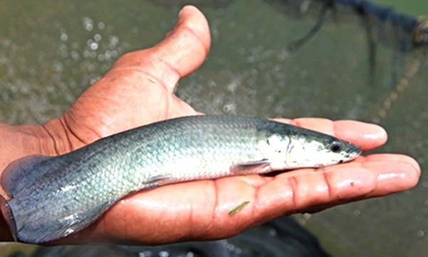 Embrapa oferece cursos online gratuitos na área de Pesca