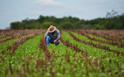 Comissão aprova política nacional para incentivar agroextrativismo familiar na Amazônia