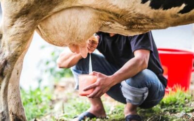 Cadeia produtiva do leite vai realizar campanha nacional para estimular o consumo do produto no país