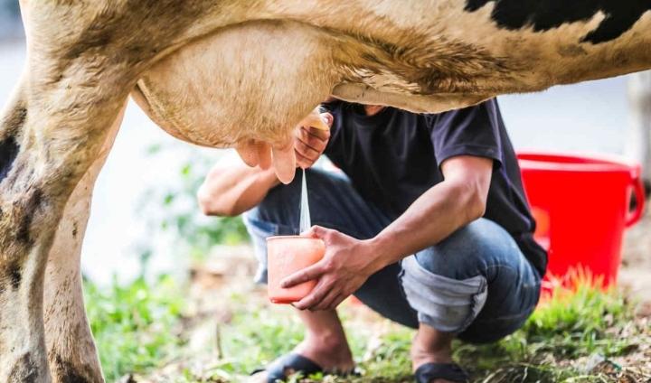 Cadeia produtiva do leite vai realizar campanha nacional para estimular o consumo do produto no país