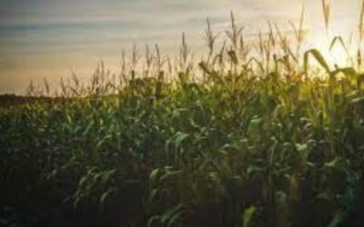 Estudo mostra impactos das mudanças climáticas na agricultura na próxima década