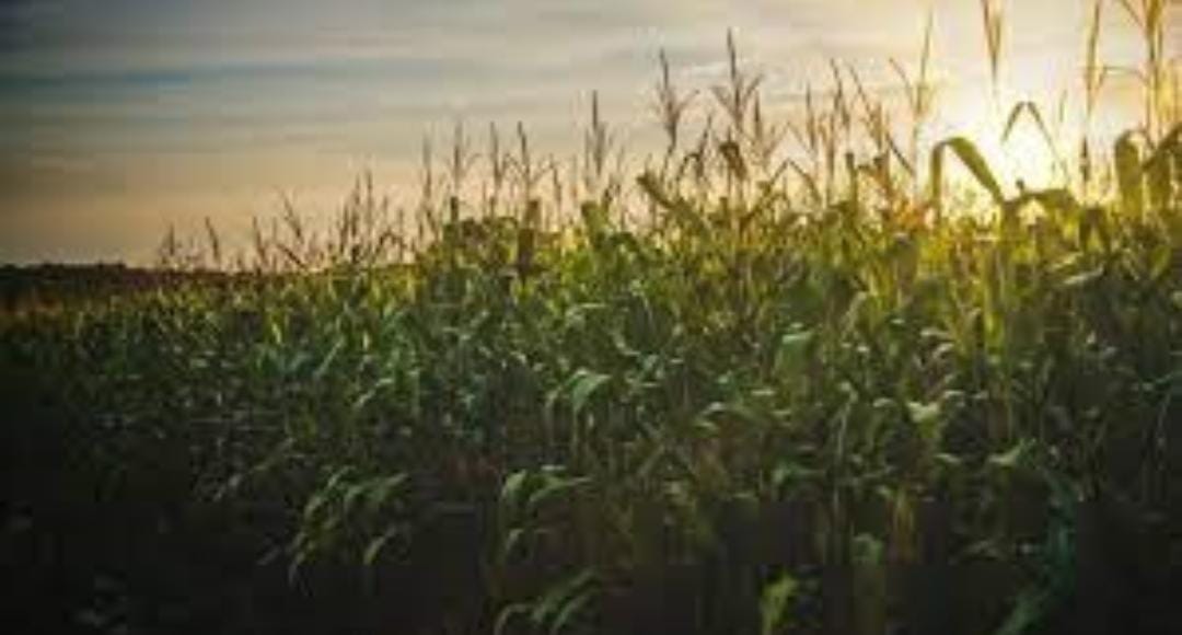 Estudo mostra impactos das mudanças climáticas na agricultura na próxima década