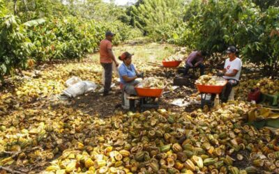 Desenvolvimento econômico e sustentável ganha força na Amazônia