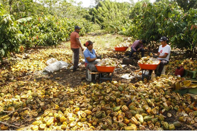 Desenvolvimento econômico e sustentável ganha força na Amazônia