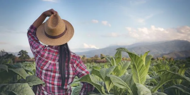Comissão aprova projeto de incentivo para beneficiar trabalhadora rural familiar com título da reforma agrária