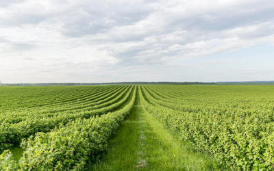Precisa de insumos agrícolas para sua lavoura? Veja funções de cada um e qual o melhor para a sua
