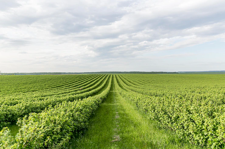 Precisa de insumos agrícolas para sua lavoura? Veja funções de cada um e qual o melhor para a sua