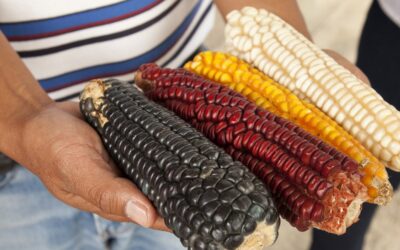 Milho transgênico resistente a lagartas é aprovado no Brasil