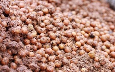 Empresa anuncia desenvolvimento de tecnologia para transformar caroço de açaí em combustível