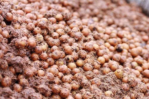 Empresa anuncia desenvolvimento de tecnologia para transformar caroço de açaí em combustível
