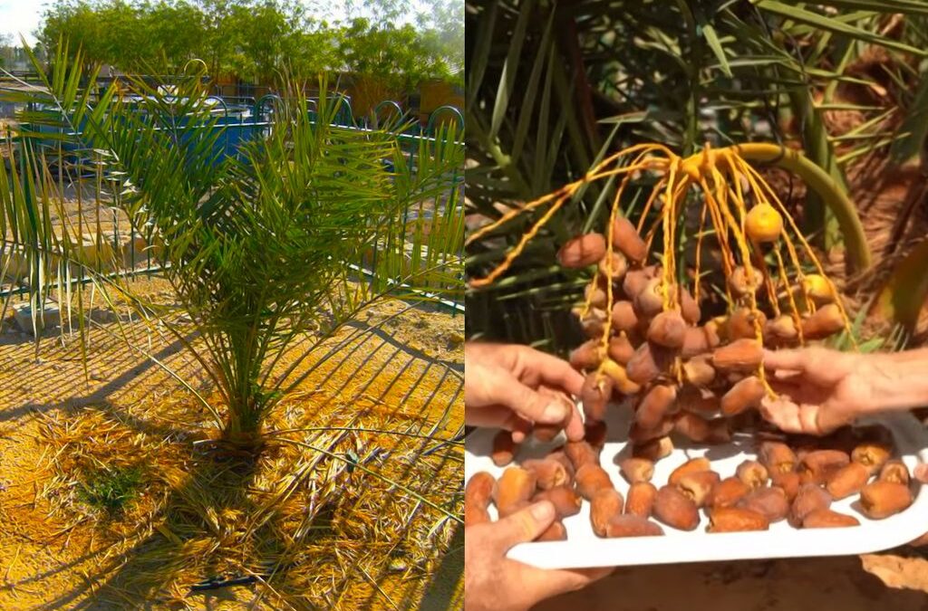 Agricultura: fruta extinta há 2000 anos é ressuscitada por cientistas