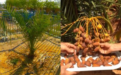 Agricultura: fruta extinta há 2000 anos é ressuscitada por cientistas