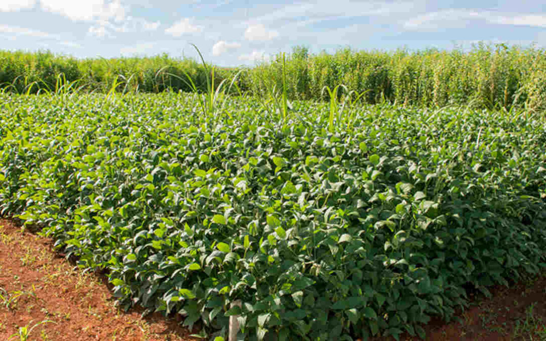 Comissão debate fomento à agricultura de baixo carbono