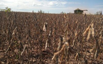 Valor de produção agropecuária estimado para 2022 é de R$ 1,2 tri