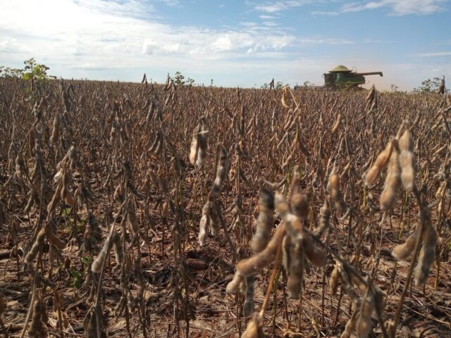 Valor de produção agropecuária estimado para 2022 é de R$ 1,2 tri